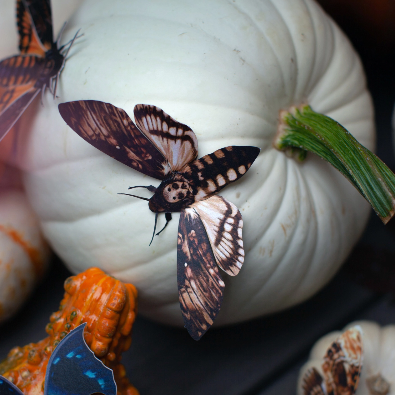 •OWL• moth + butterfly fine paper specimens