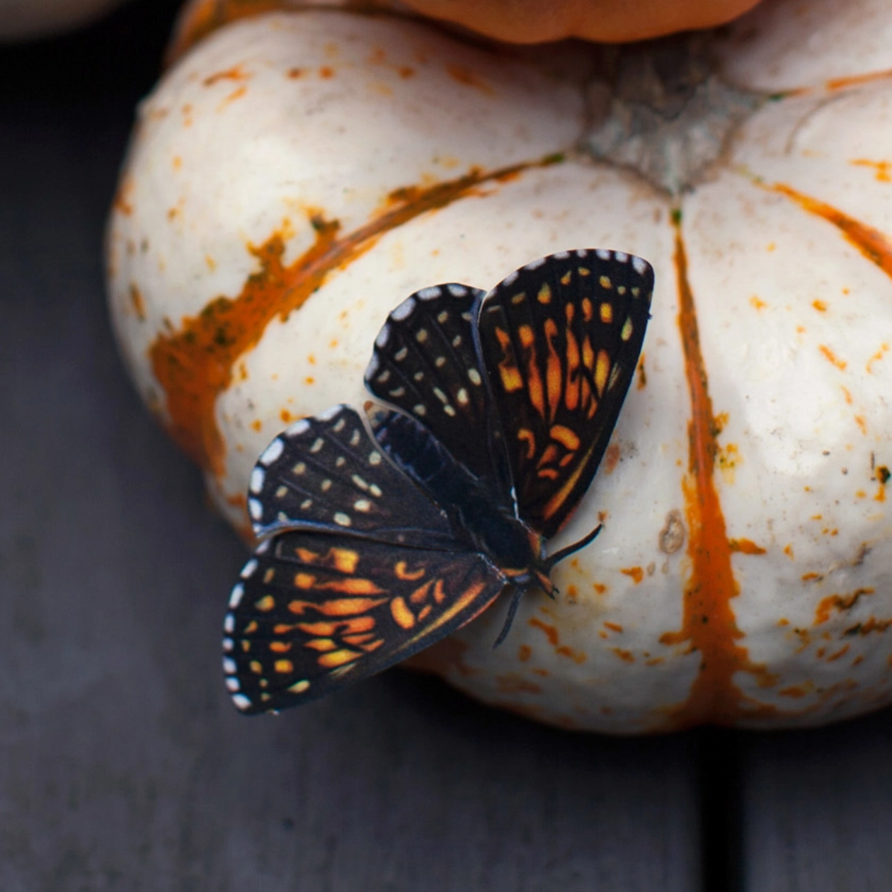 •OWL• moth + butterfly fine paper specimens