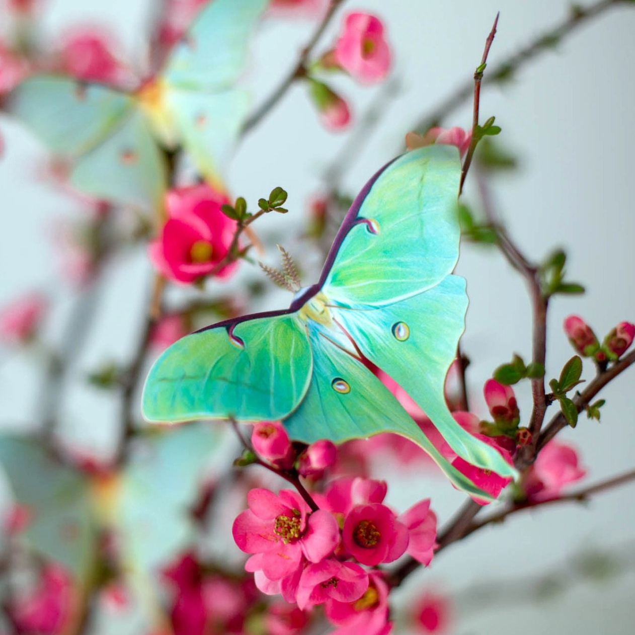 •SPRING• moth + butterfly fine paper specimens