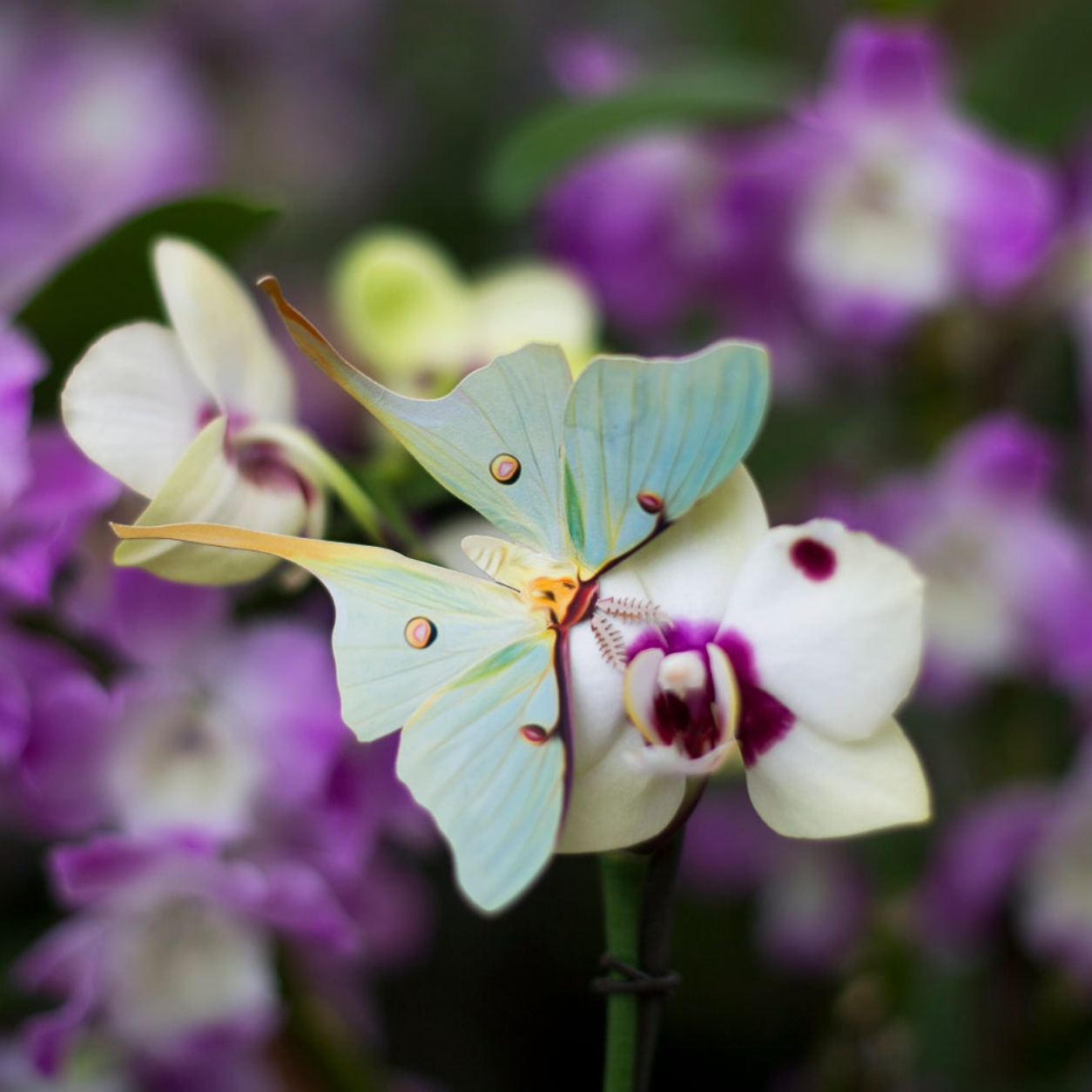 •SPRING• moth + butterfly fine paper specimens