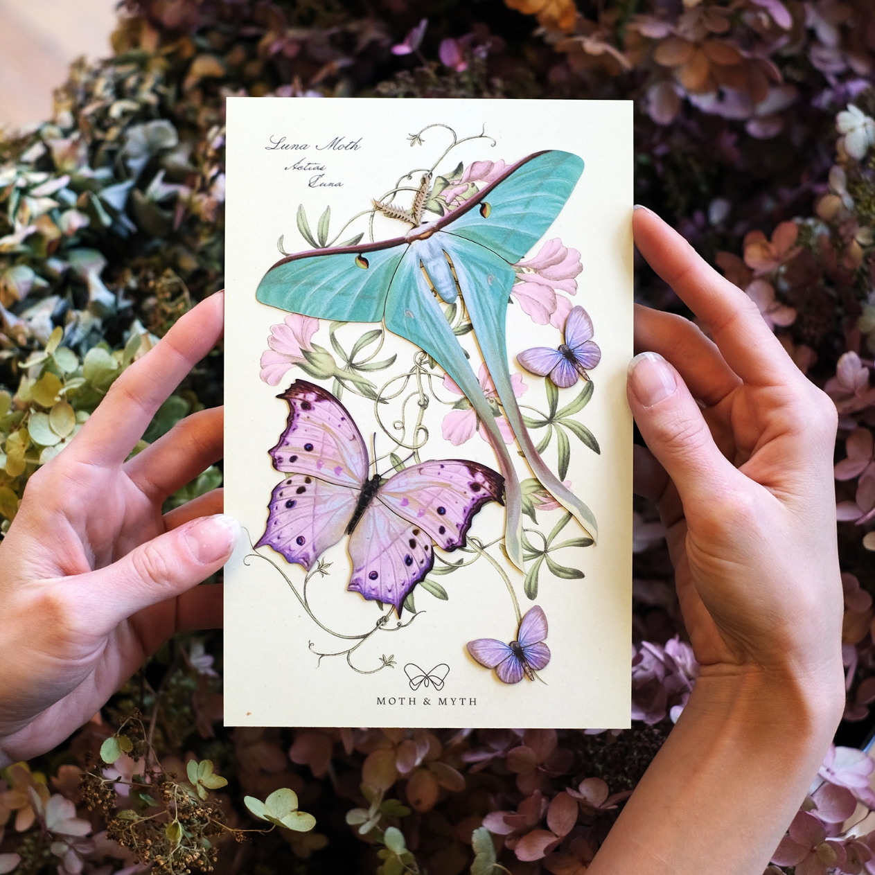 •HYACINTH• moth + butterfly fine paper specimens