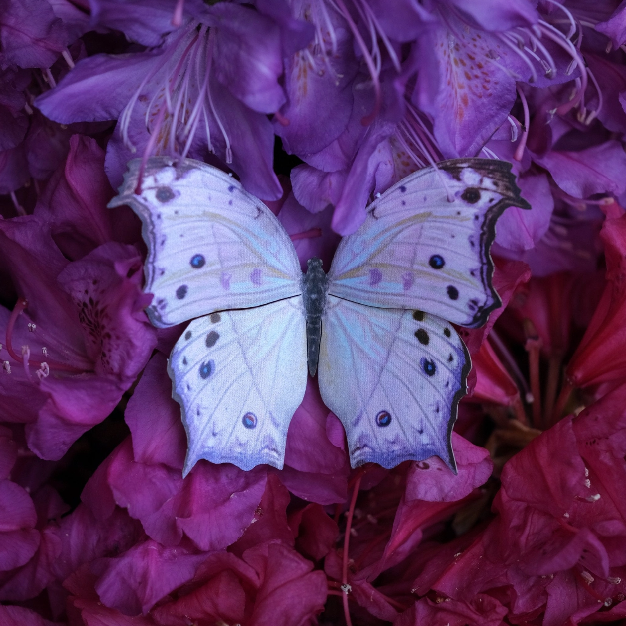 •HYACINTH• moth + butterfly fine paper specimens
