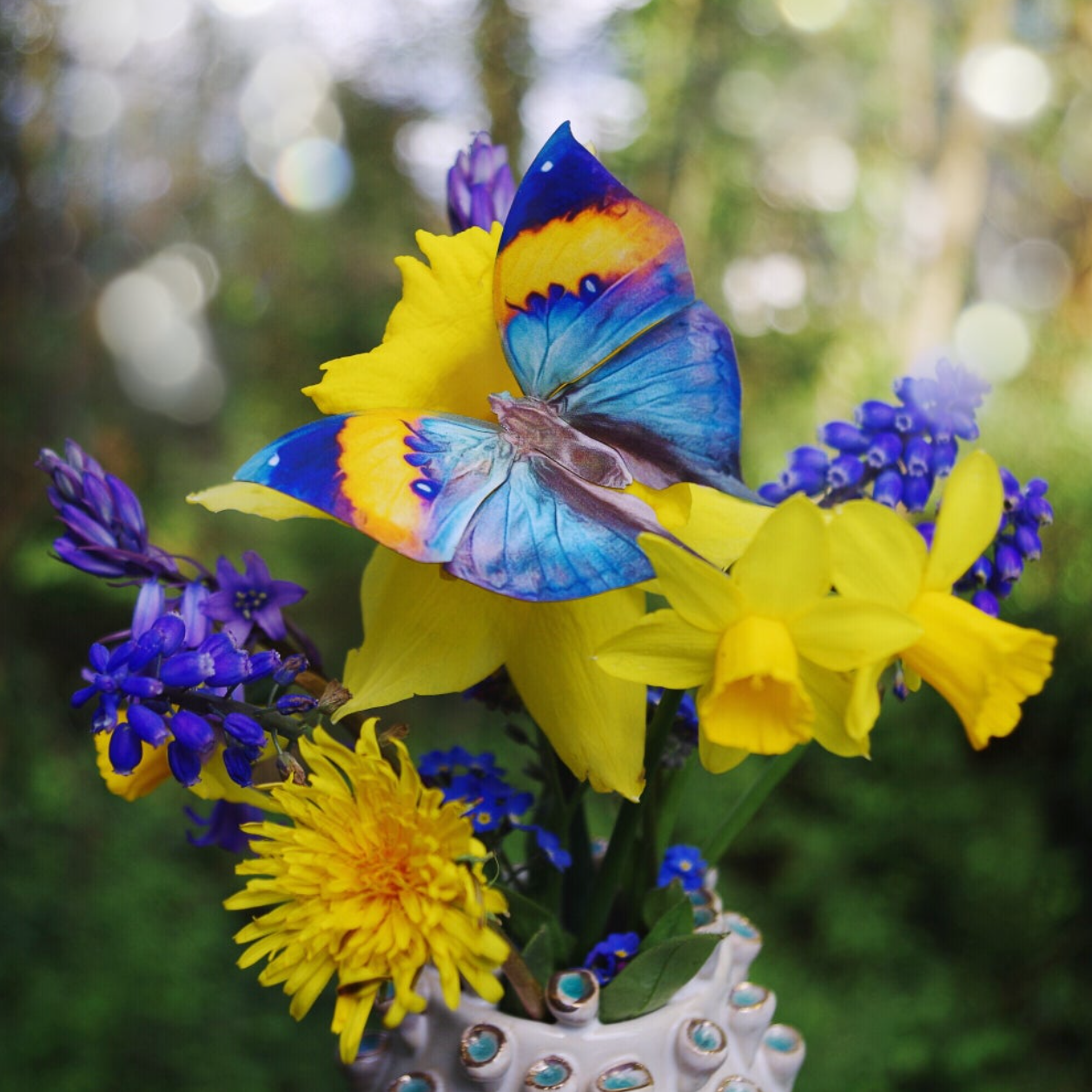 •DAWN• butterfly fine paper specimens