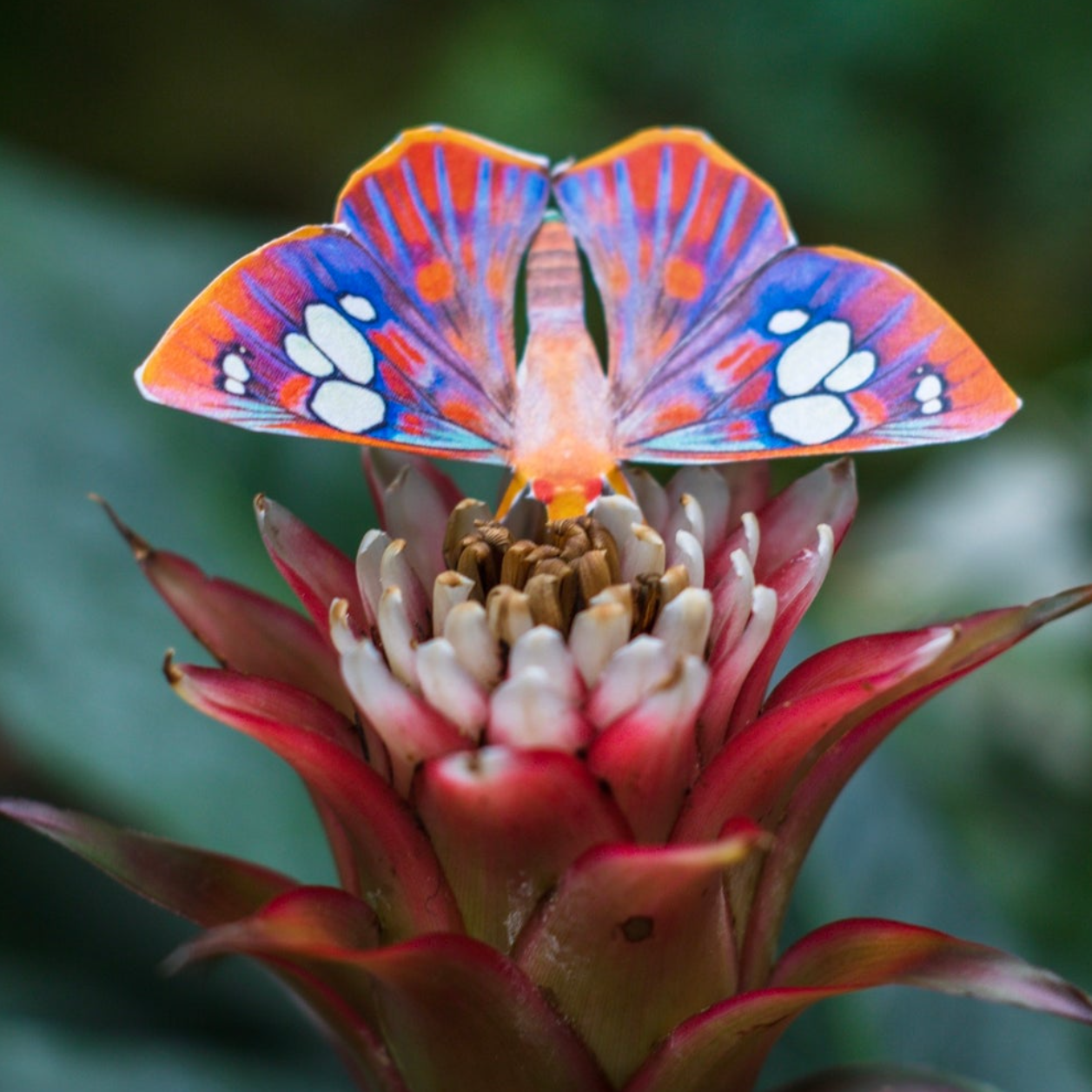 •DAWN• butterfly fine paper specimens