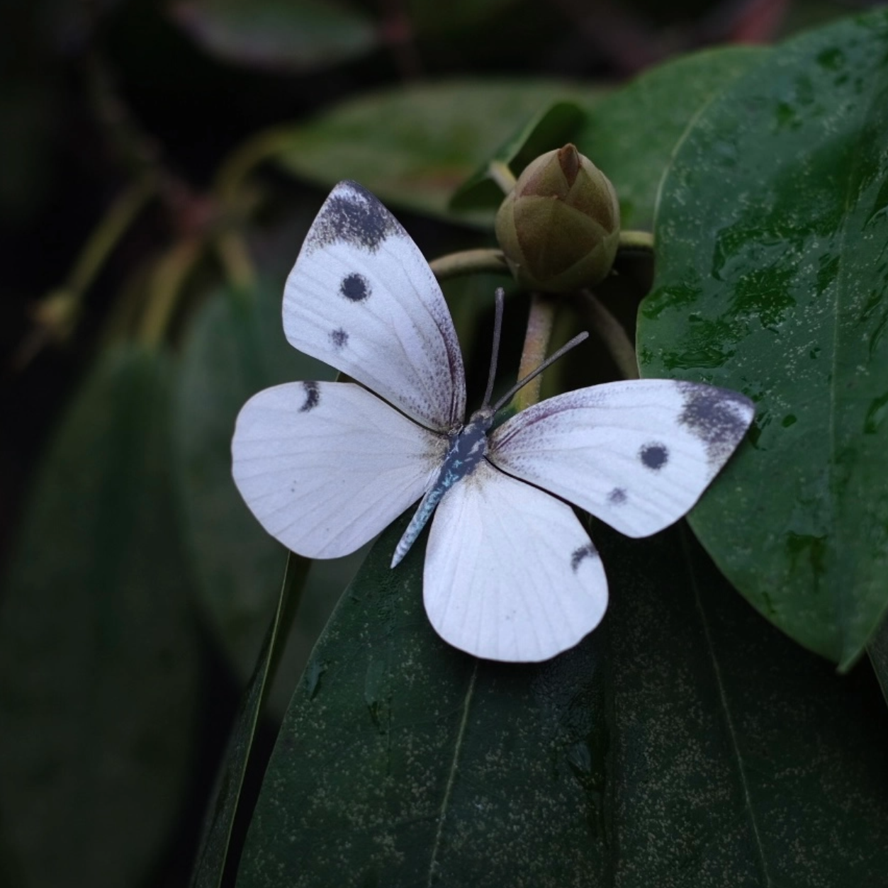•SOUTHEAST• butterfly fine paper specimens