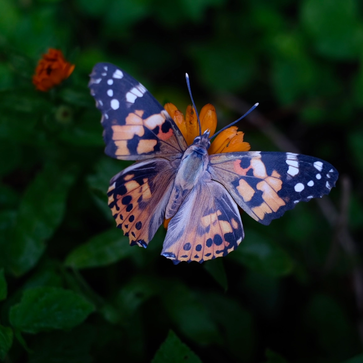 •SOUTHEAST• butterfly fine paper specimens