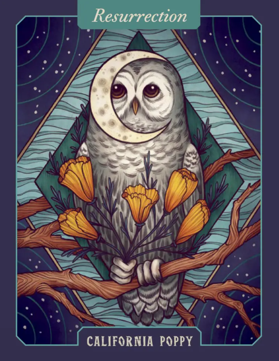 •THE ILLUSTRATED HERBIARY• oracle deck