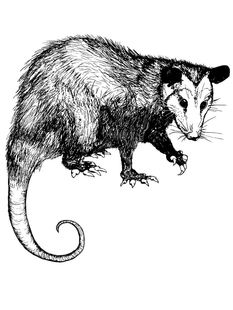 •OPOSSUM• cotton muscle tee (USA)