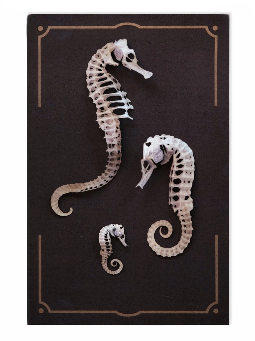 •DEL MAR• seahorse skeleton fine paper specimens