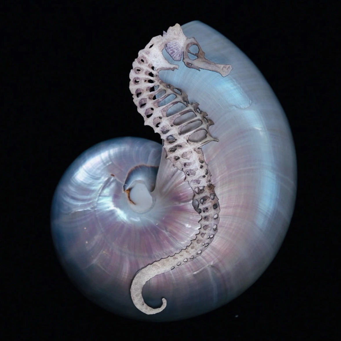 •DEL MAR• seahorse skeleton fine paper specimens