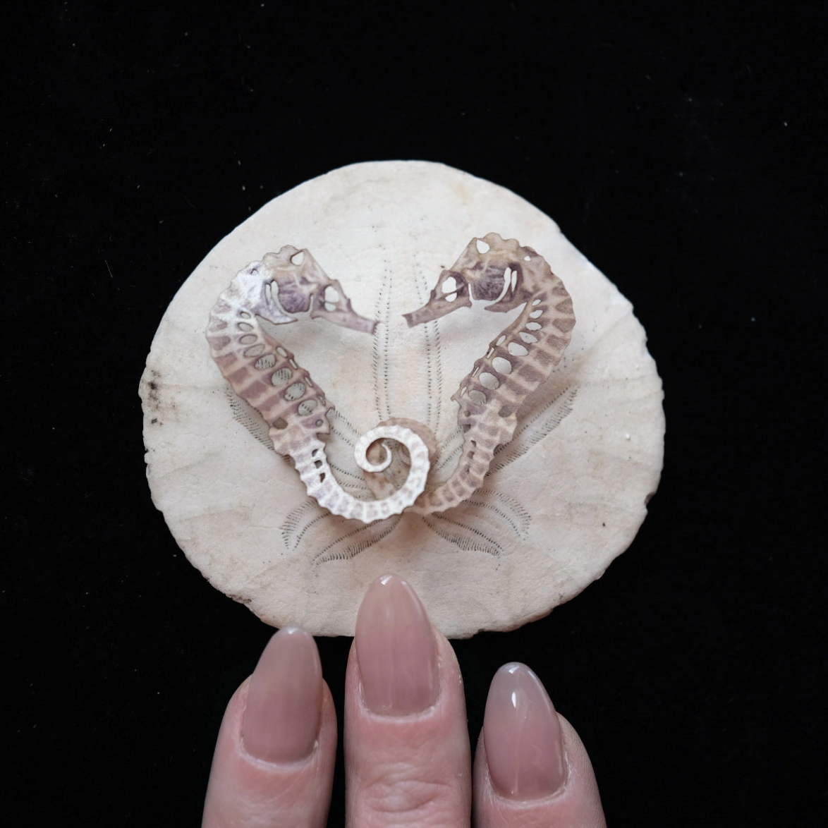 •DEL MAR• seahorse skeleton fine paper specimens