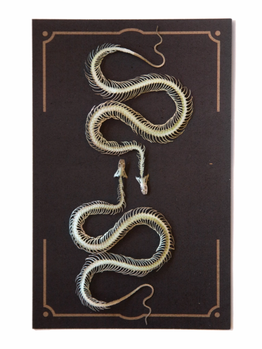 •ENHYDRIS• snake skeleton fine paper specimens