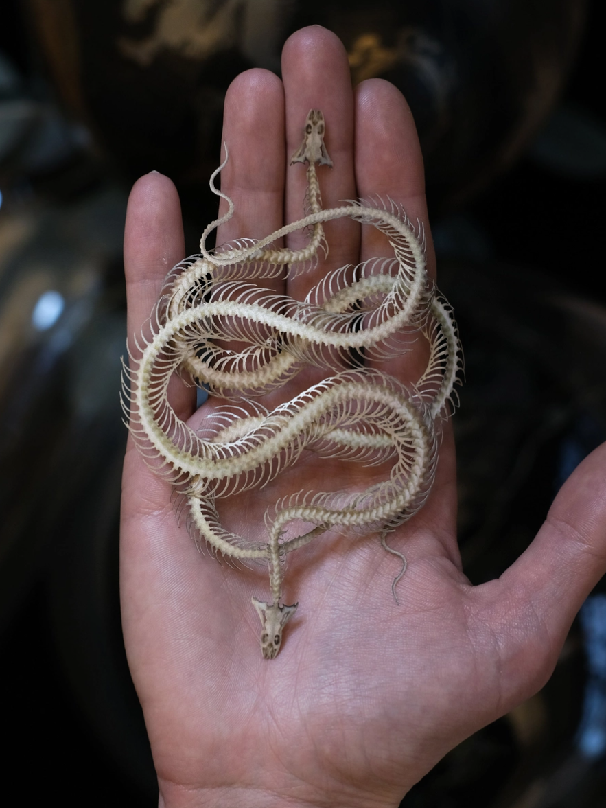 •ENHYDRIS• snake skeleton fine paper specimens