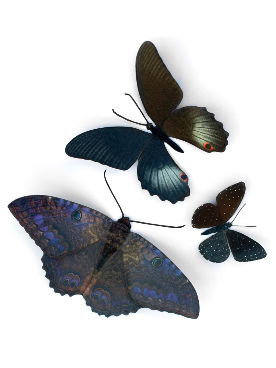 •SPELLBOUND• moth + butterfly fine paper specimens