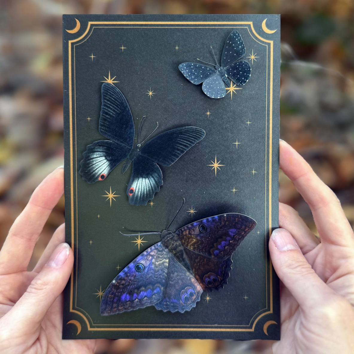 •SPELLBOUND• moth + butterfly fine paper specimens