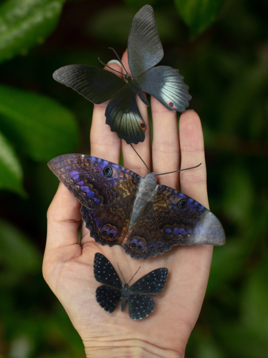•SPELLBOUND• moth + butterfly fine paper specimens