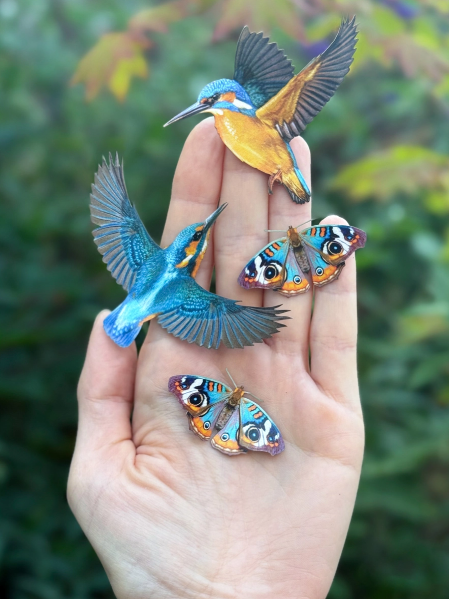 •FLIGHT• kingfisher + moth fine paper specimens