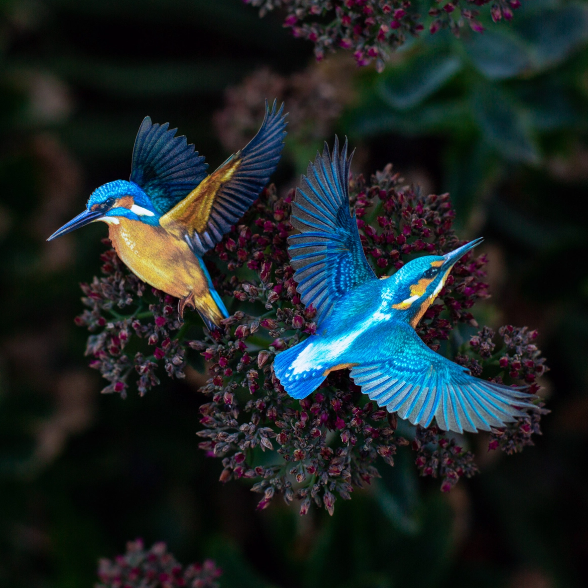 •FLIGHT• kingfisher + moth fine paper specimens