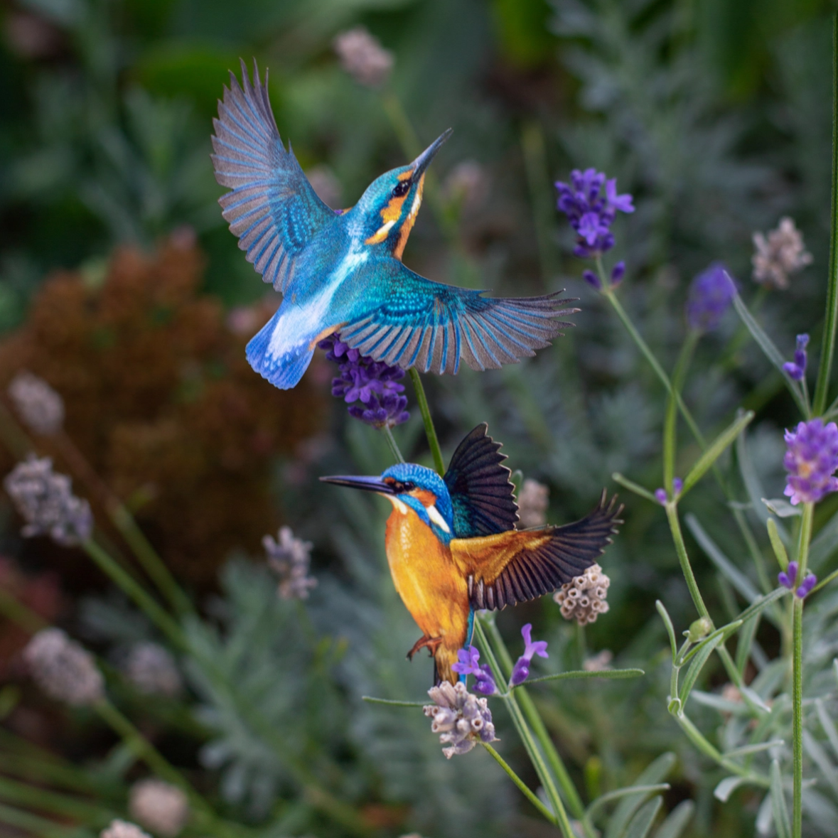 •FLIGHT• kingfisher + moth fine paper specimens
