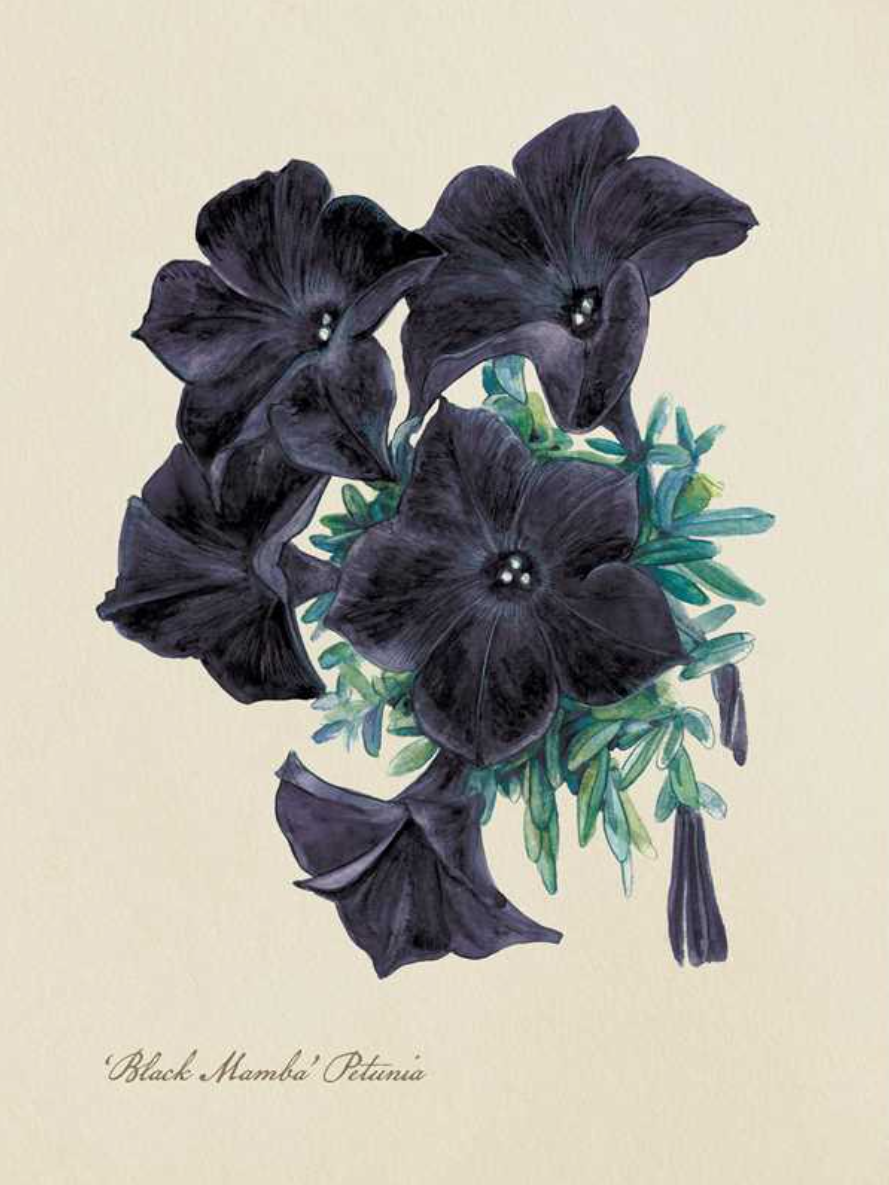 •GOTH GARDEN• hardcover book