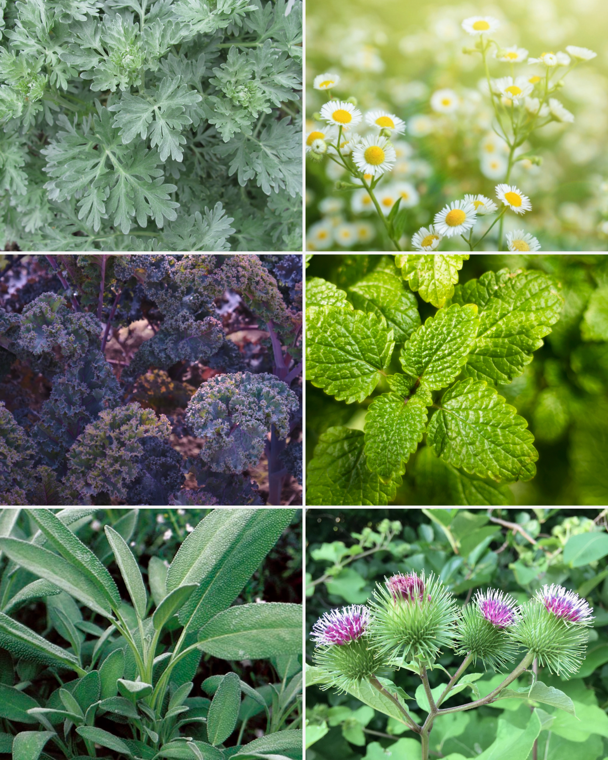 •SEEDS - HERBS & GREENS• tarot inspired garden (various options)